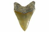 Serrated, Fossil Megalodon Tooth - North Carolina #346334-2